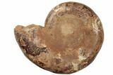 Jurassic, Cut & Polished Ammonite (Half) - Madagascar #191023-2